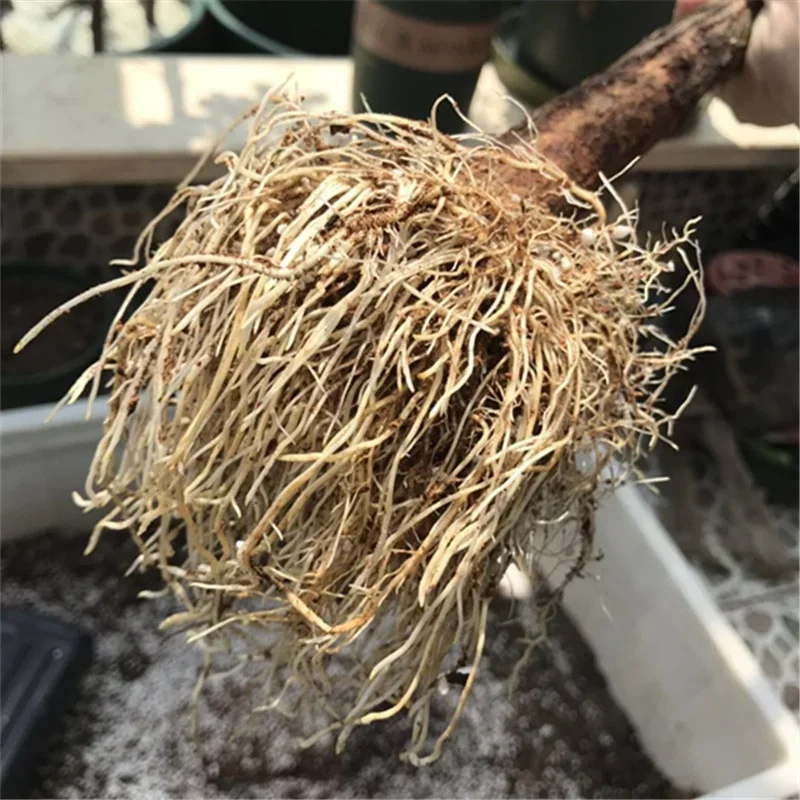 빠르게 발아하는 분말 호르몬 조절기, 성장 모종 회복, - Rooting Hormone Powder 리뷰 및 가격